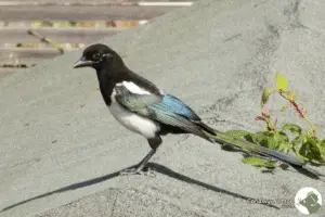 Magpie