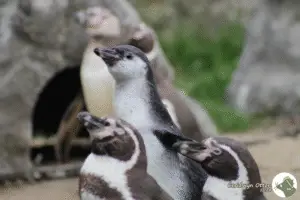 Little penguin