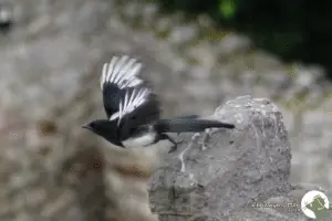 Magpie takeoff