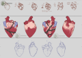 Heart turn-around