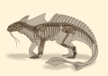 Adult skeleton